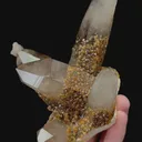 specimen video