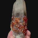 specimen video