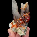 specimen video