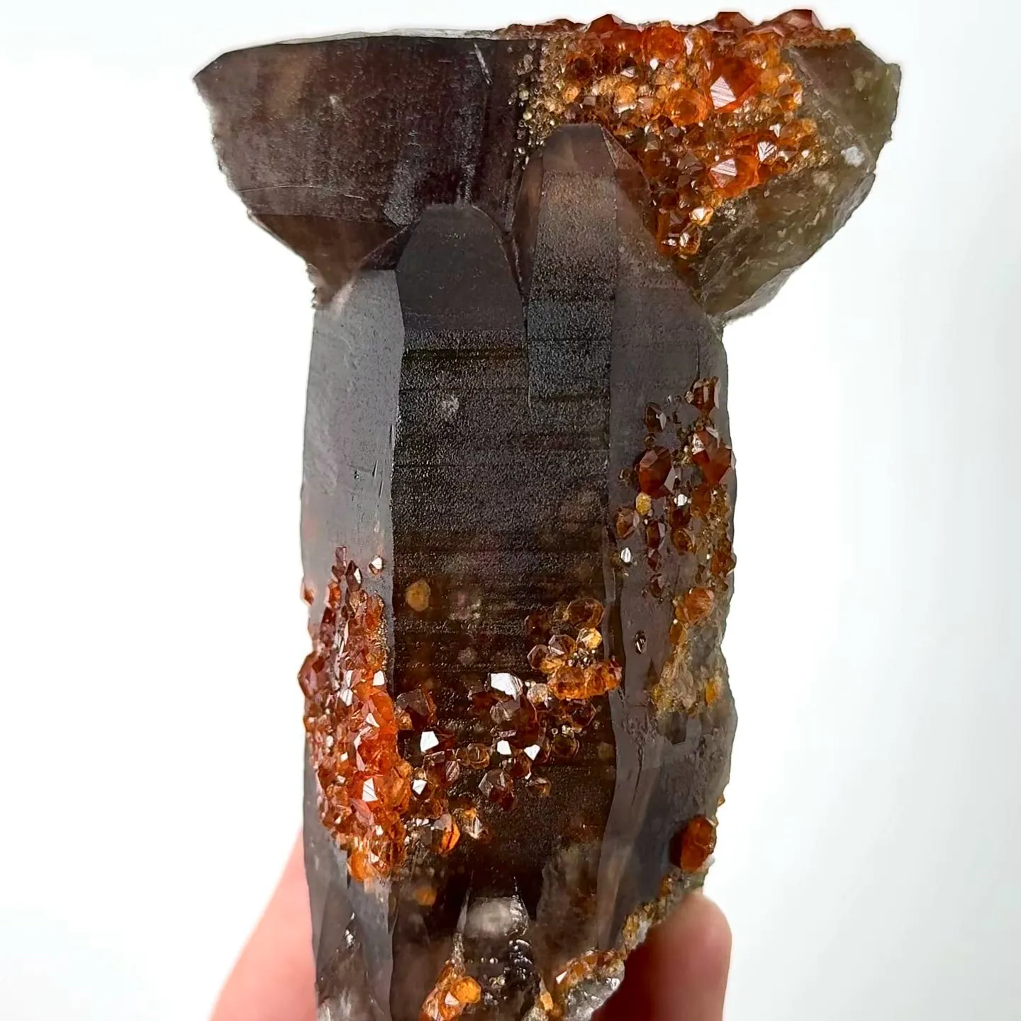 specimen video