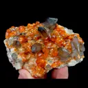 specimen video