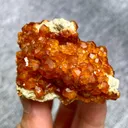 specimen video