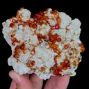 specimen video