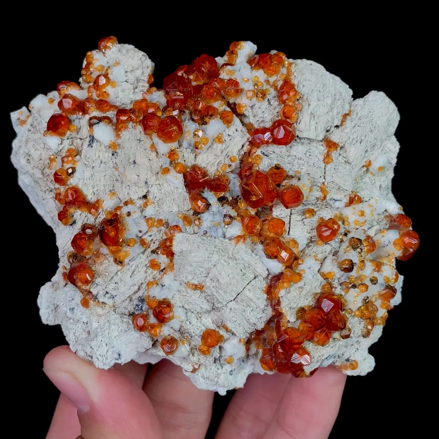 specimen video