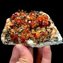 specimen video