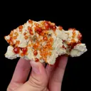 specimen video