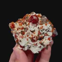 specimen video