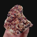 specimen video