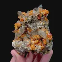 specimen video