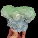 specimen video