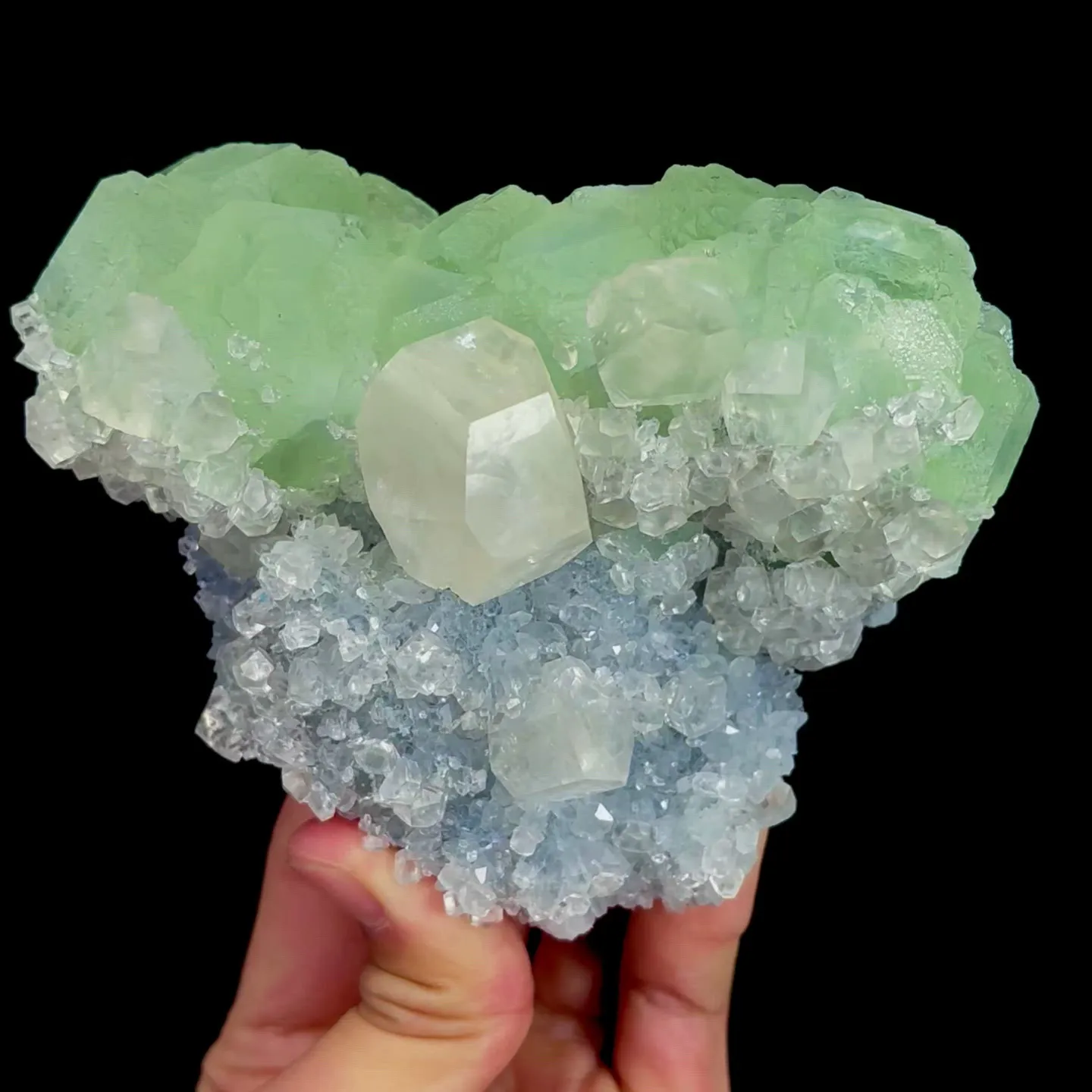 specimen video