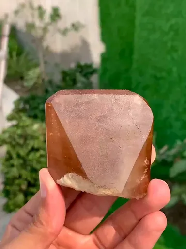 specimen video