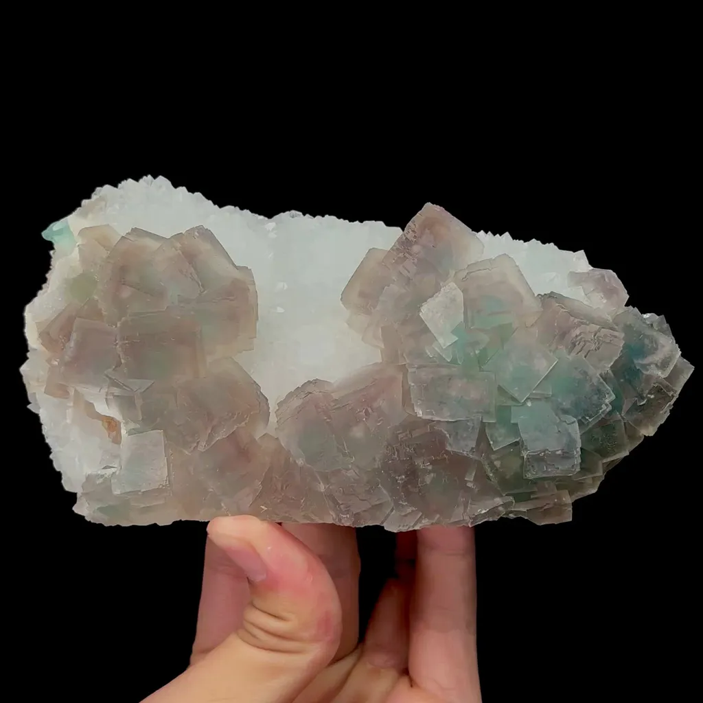 specimen video
