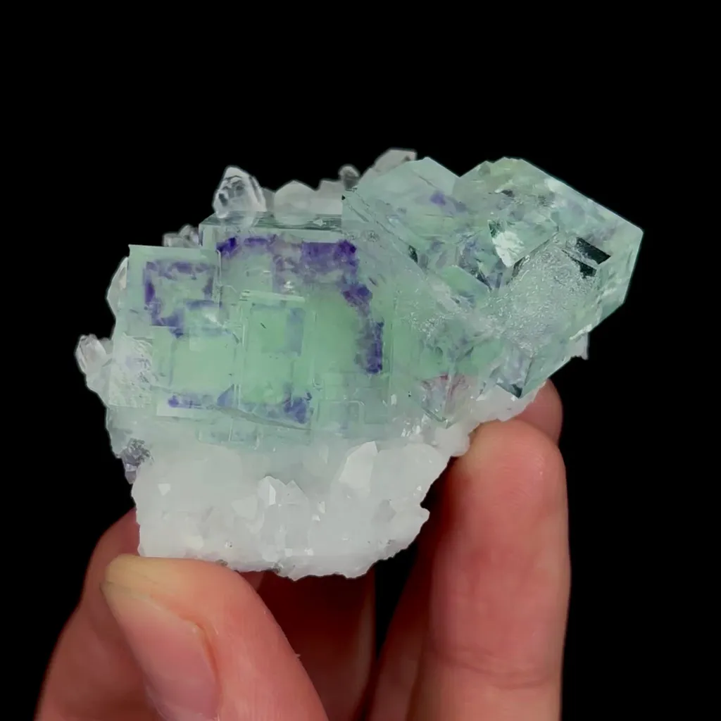 specimen video