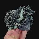 specimen video