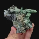 specimen video