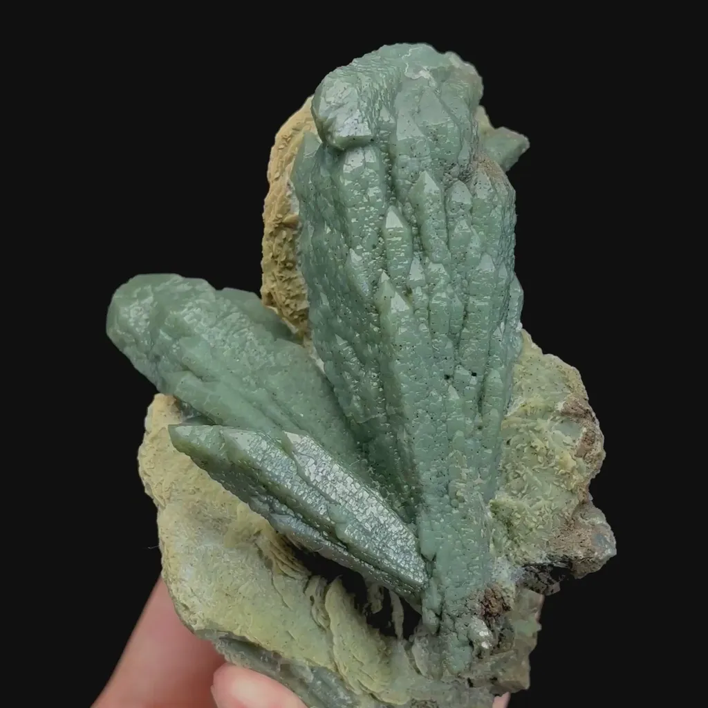 specimen video