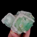 specimen video