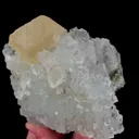 specimen video