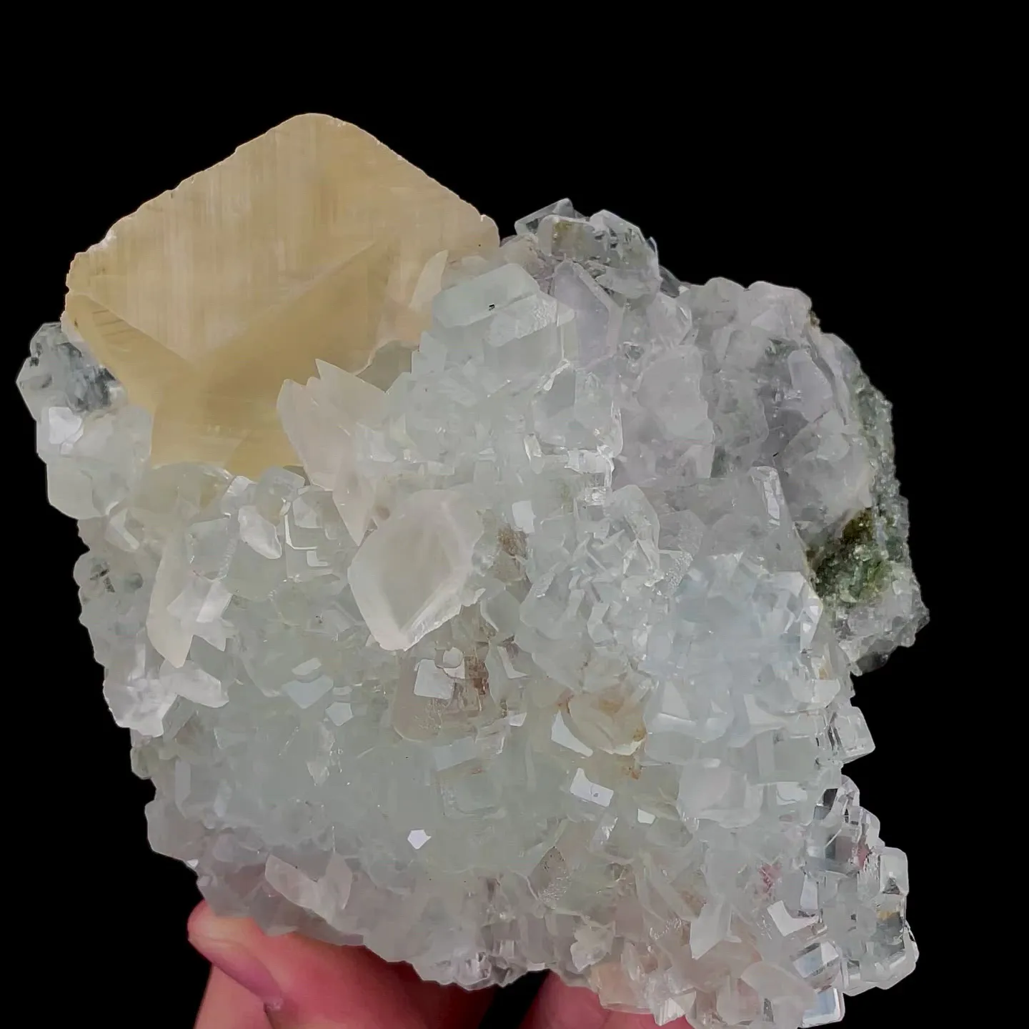 specimen video