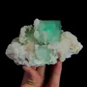 specimen video