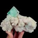 specimen video