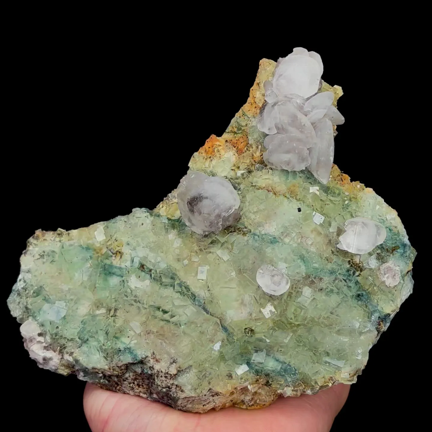 specimen video