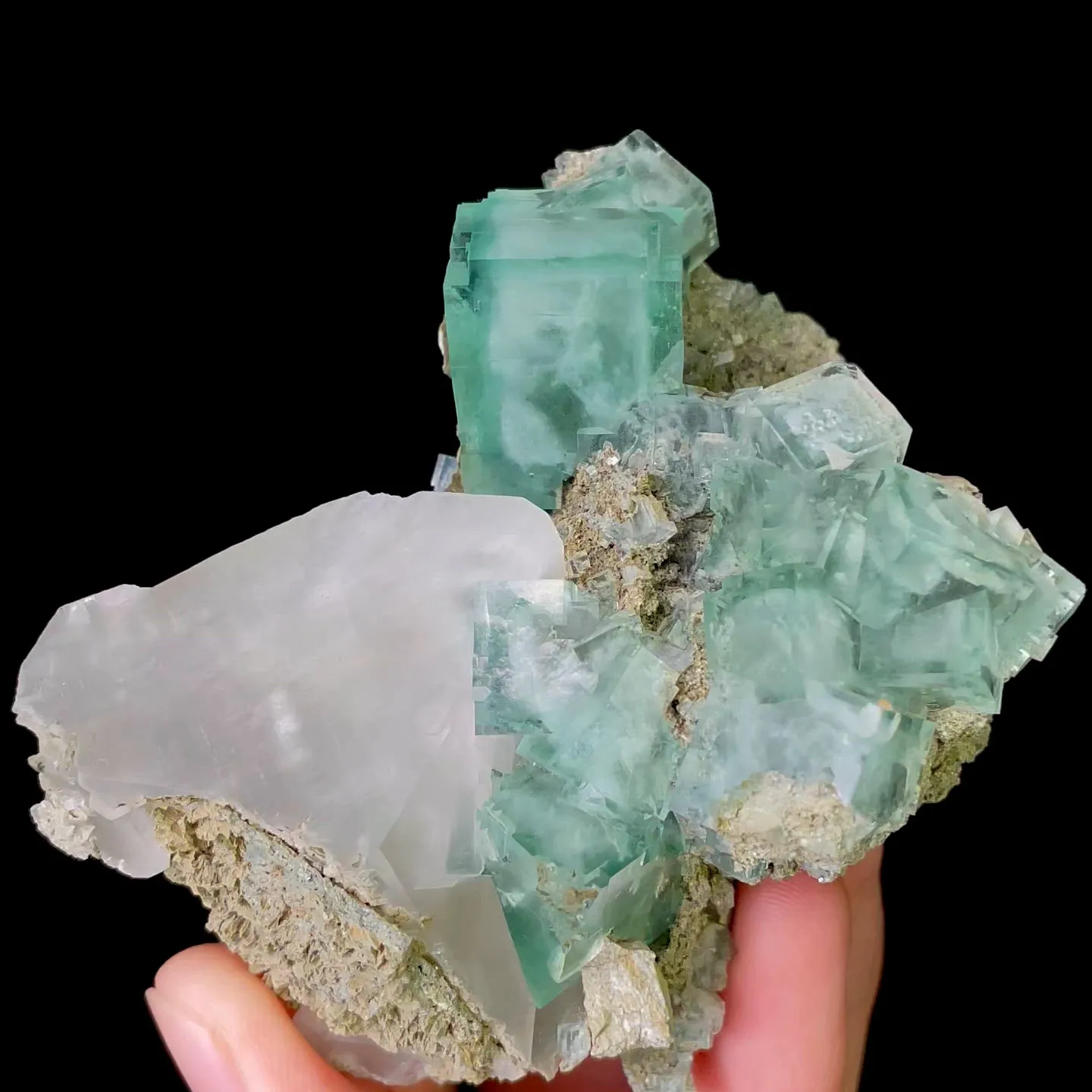 specimen video