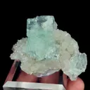 specimen video