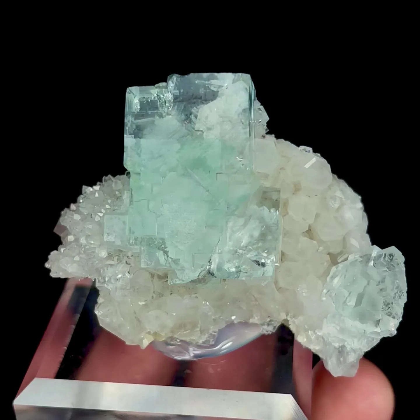 specimen video