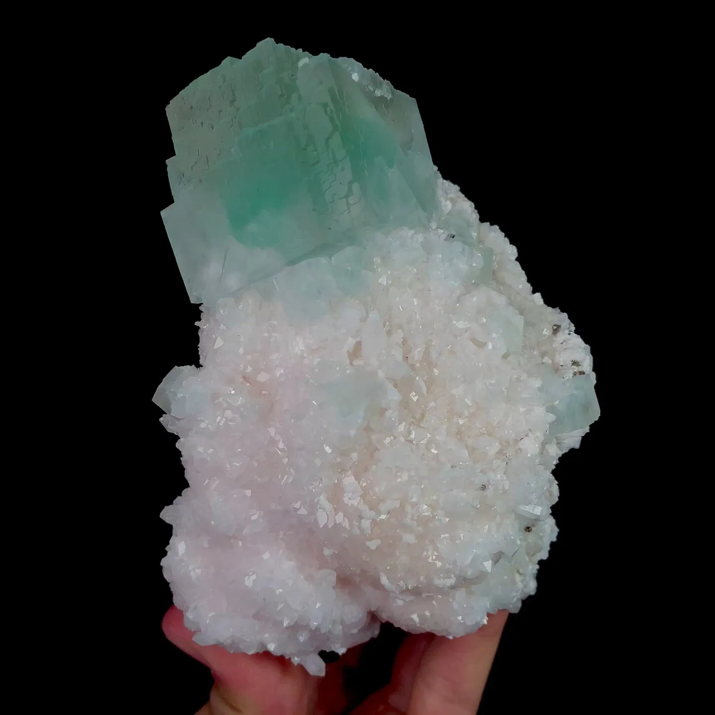 specimen video