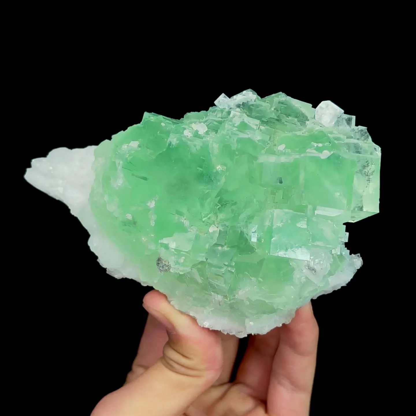 specimen video