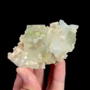 specimen video