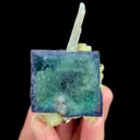 specimen video