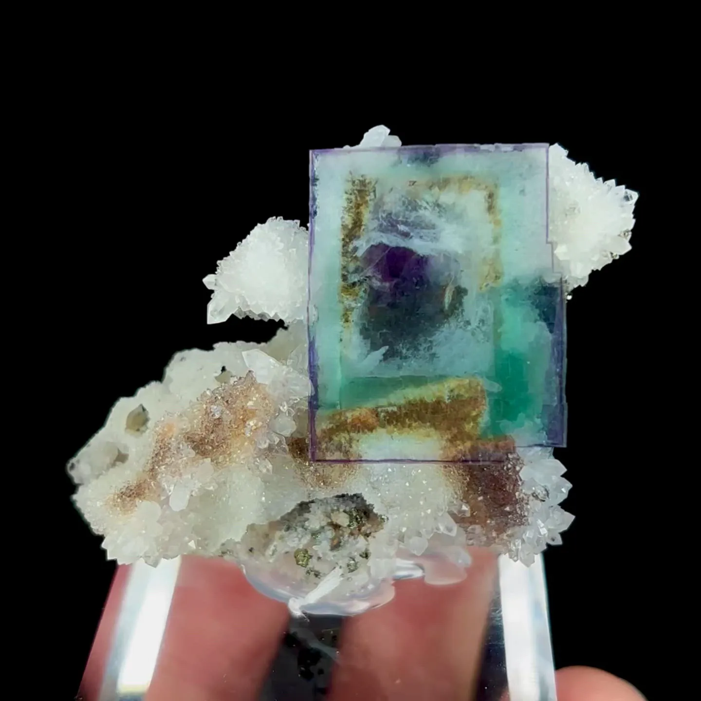 specimen video
