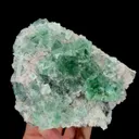 specimen video