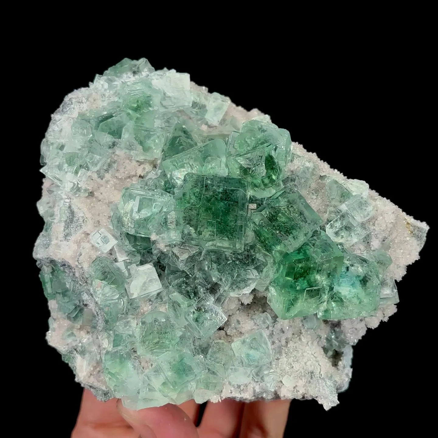 specimen video