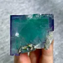 specimen video