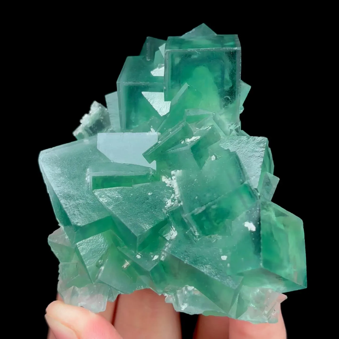specimen video