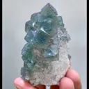 specimen video