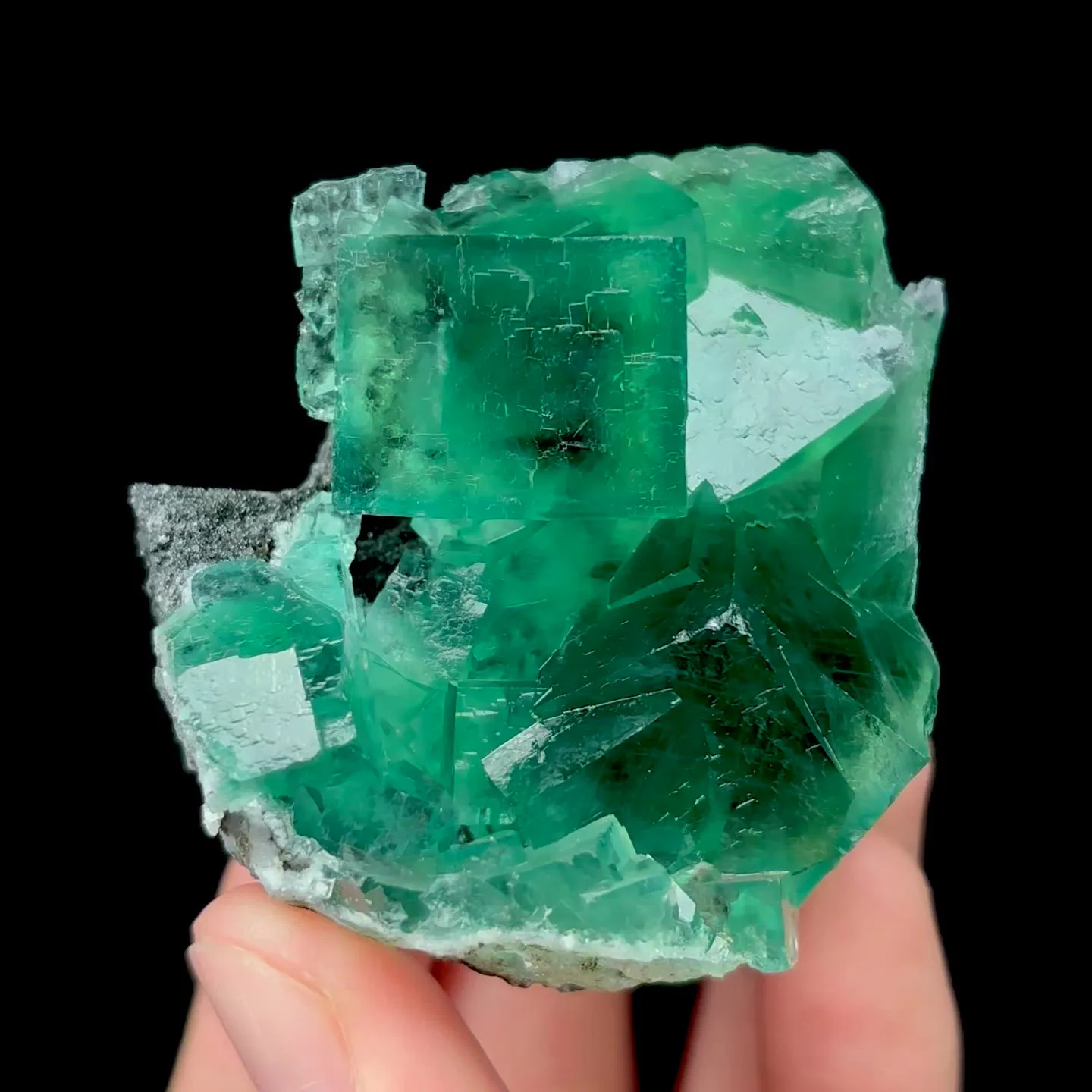 specimen video