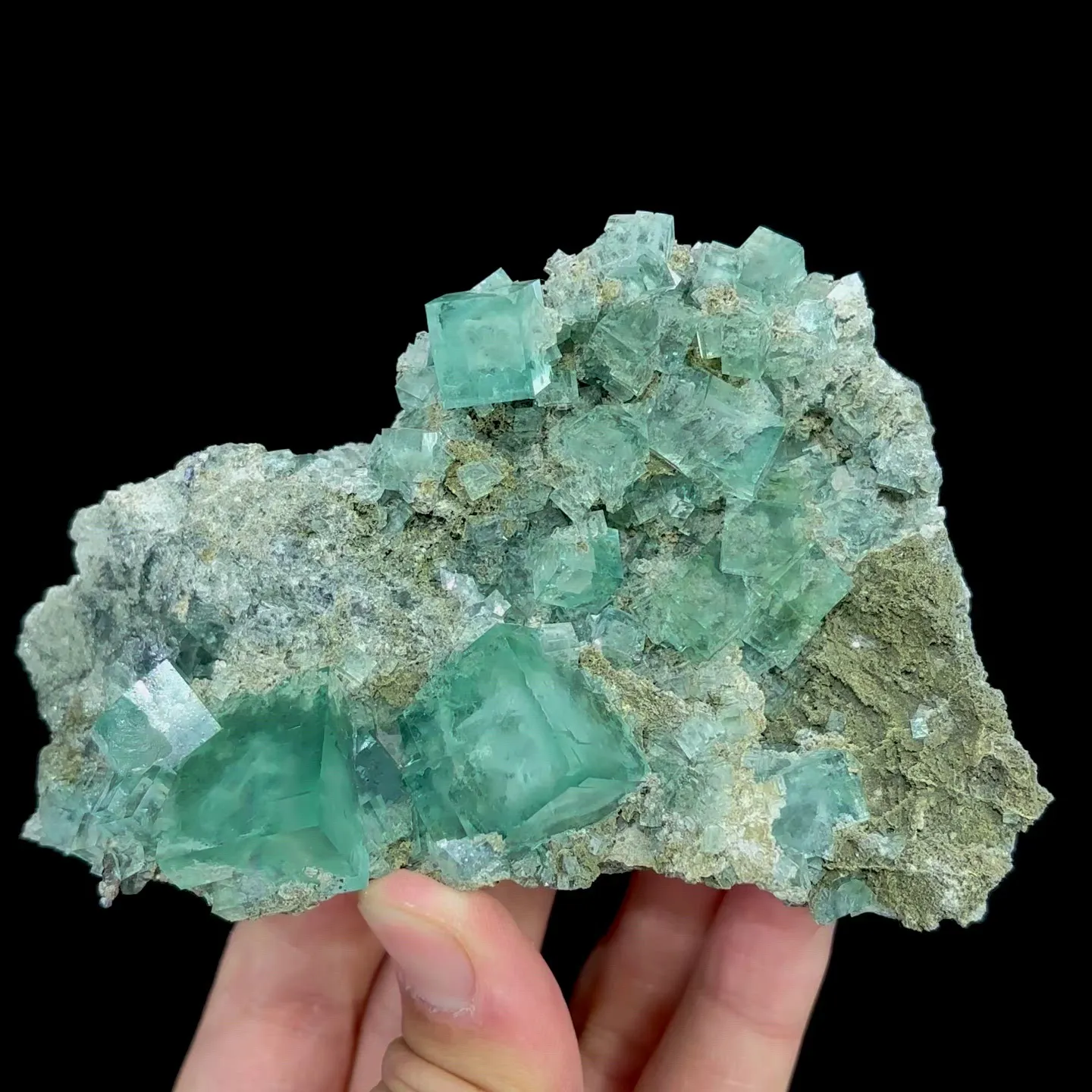 specimen video