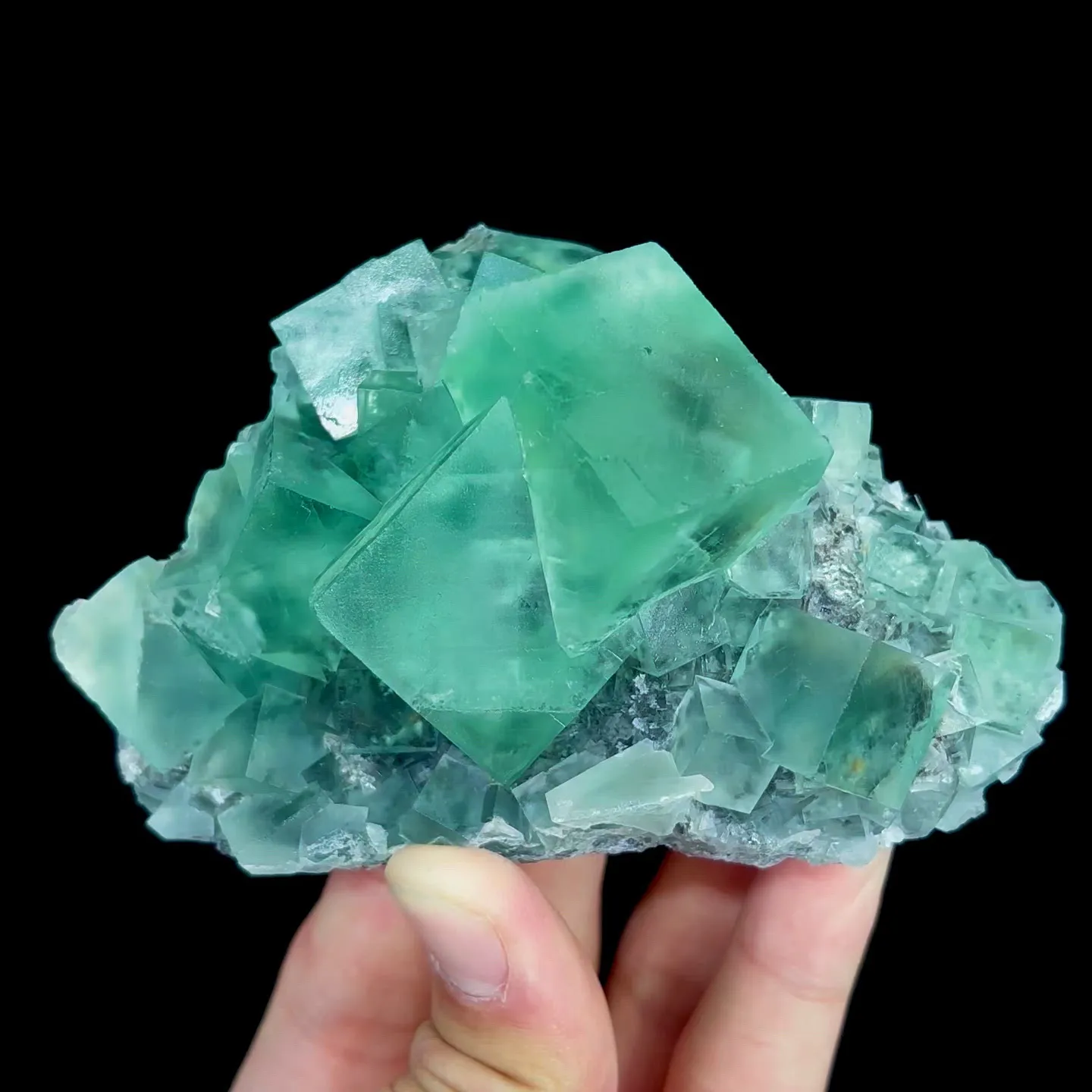 specimen video