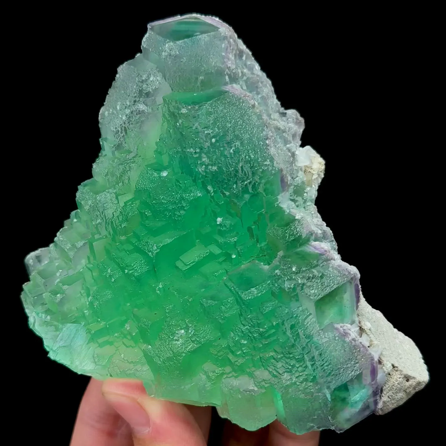 specimen video