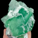 specimen video