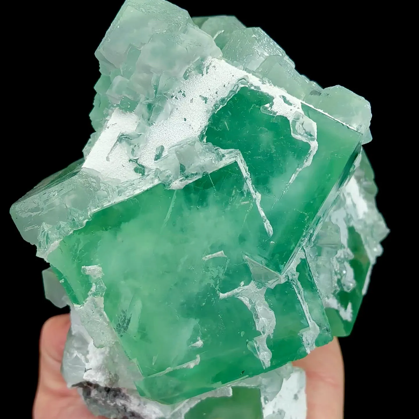 specimen video