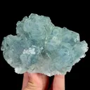 specimen video