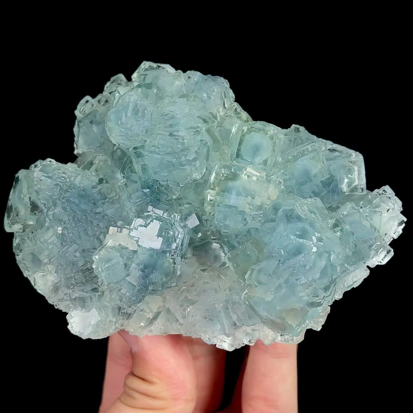 specimen video