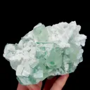 specimen video