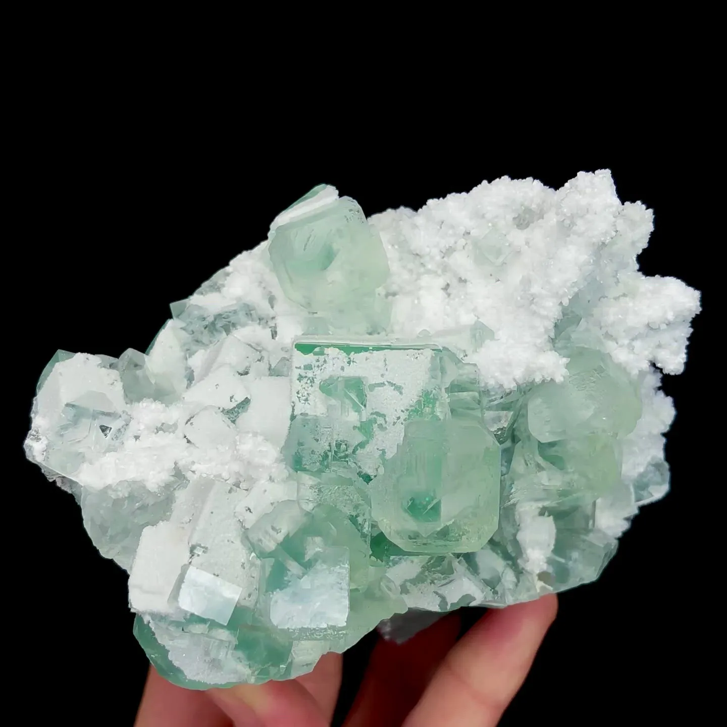 specimen video